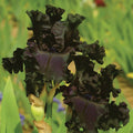 All Night Long Fragrant Iris Plant Potted Quart Pot